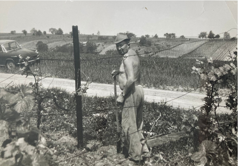 vino cichra praděda fridrich